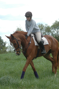 West Wind trotting
