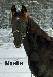 Black Coffee foal - Noelle