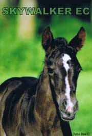 Black Coffee 1063 foal - Skywalker