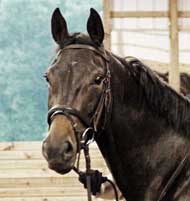 West Wind trotting