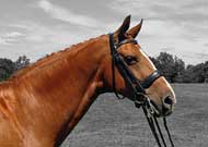 Waldai Head Shot