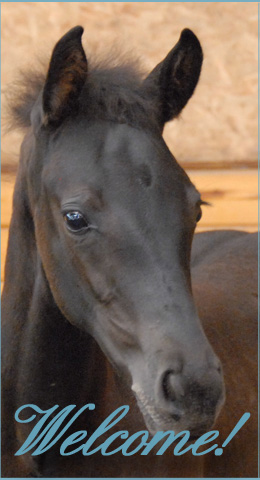 Our foals - Black Ice in 2007