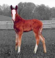 Baccarat as a young foal