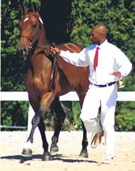 Beall Spring Lalique in-hand show trot