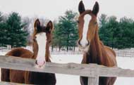 Beall Spring Savanna and Beall Spring Sienna