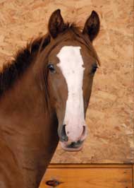 BS Sienna Head Shot