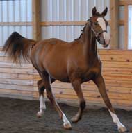 BS Sienna trotting at Inspection