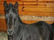 Black Ice as a young foal 2007.