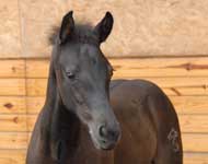 Head shot of Black Ice at his Inspection.