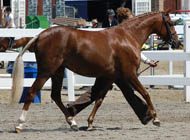 Devon 2009 Reserve Grand Champion Filly - Royalty