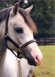 Falling Moon Merlin Head Shot