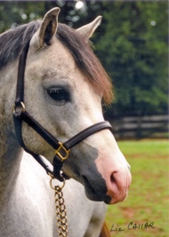 Falling Moon Merlin - Welsh Pony Stallion