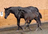 Ma Cherie with her foal Black Ice at Swedish Warmblood Inspection